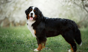 The Nutritional Needs of Large and Giant Dog Breeds
