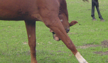 Understanding Equine Reactions: Allergies, Intolerances, and Irritations