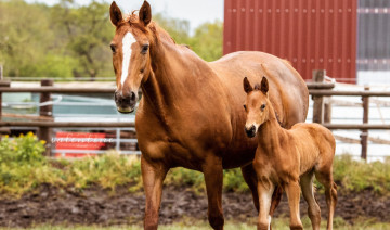 Feeding Broodmares