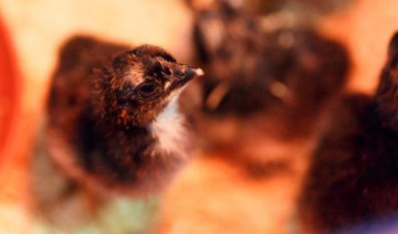 Heat Lamps For Chicks