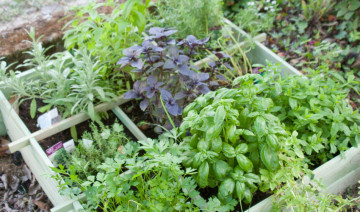 Start Your Own Herb Garden at Home