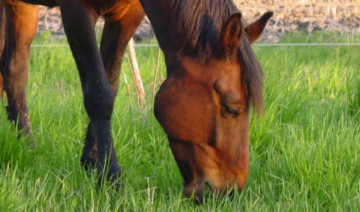 Top Tips for Feeding Your Horse This Spring