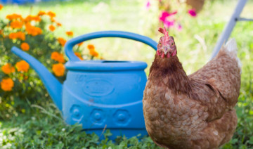 Chickens in the Garden