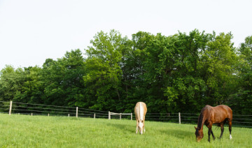 Ask the Expert: Grazing a Newly Seeded Pasture