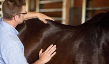 Topline Balance® Technology – Only from Nutrena®