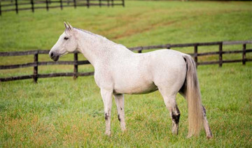 Iron Metabolism and Insulin Resistance in the Horse