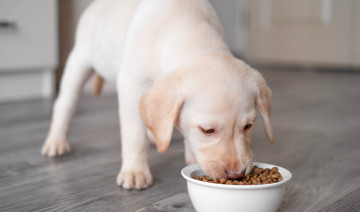 Grain-Free Dog Food