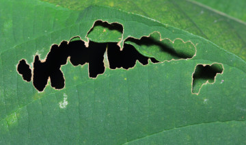 Late-Season Garden Pests: What to Watch for Before Fall