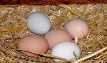 How to Supplement Calcium to Your Flock