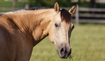 How to Choose Horse Feed for Easy Keepers