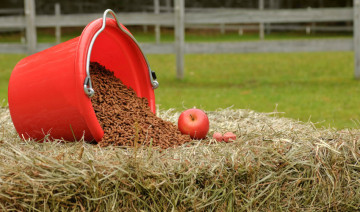 Horse Feed Storage for Freshness in Summer