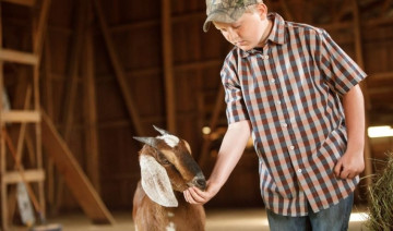 Urinary Health in Goats: What Every Owner Should Know