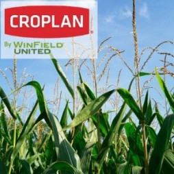 Croplan Corn