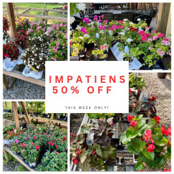 50% Off All Impatiens!