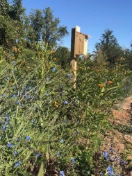 Wildflower border with custom bluebird house