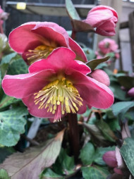 Hellebore