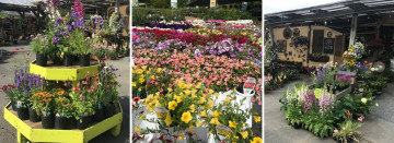 June is Perennial Gardening Month!