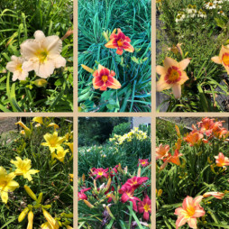 25% Off Daylilies