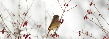 Don't forget about your feathered friends this winter!