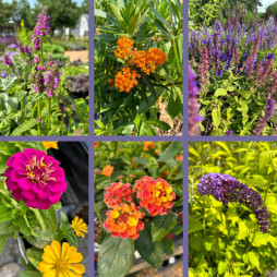 It's National Pollinators Month!