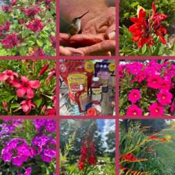 Excited to welcome hummingbirds to your garden?