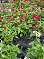 50% Off Annuals