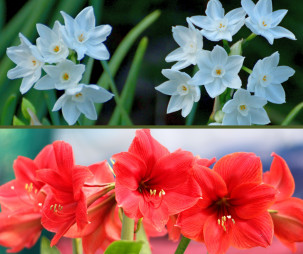 Paperwhite Narcissus and Amaryllis