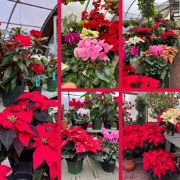 Festive Foliage & Merry Memories