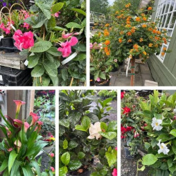 Tropical Savings