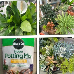 Leaf Your Worries Behind—This Week Only, Plants on Sale!