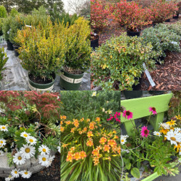 50% Off Trees, Shrubs and Perennials