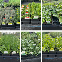 Herbs have arrived and are ready to be planted now!