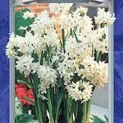 Paperwhite Narcissus bulbs