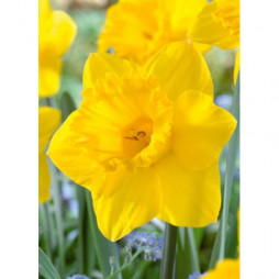 Netherland Bulb Daffodil Dutch Master Value Bag Pack of 50