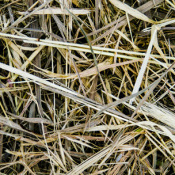 Grass Hay