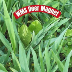 WMS Deer Magnet