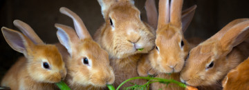 Celebrate Rabbit Month at Old Time Farm Supply!