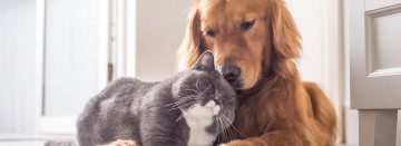 May Is National Pet Month!