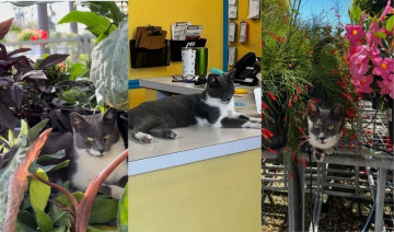 Kit The Store Cat
