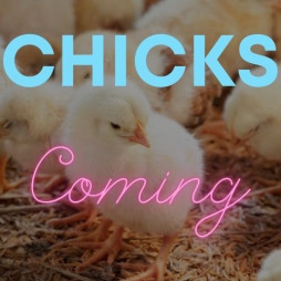 Chicks Coming!