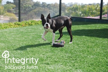 Dog Playing on Turf