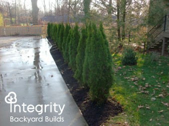 Pine Tree Lined Driveway