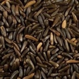 Nyjer (Thistle) Seed 50lb