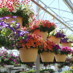 Hanging Basket Sale
