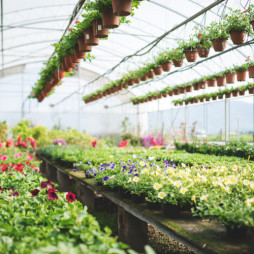 June Greenhouse Sale!