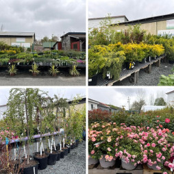 Trees, Shrubs & Perennials In Stock Now!