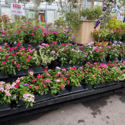 Select Annuals 50% OFF!