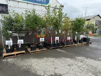 Grow Your Own Fruit!