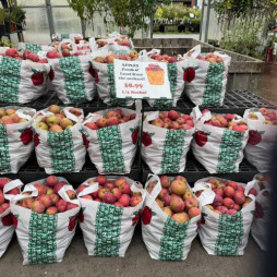 Fresh Local Apples Are Here