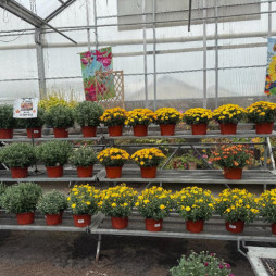Fall Mums Are Here